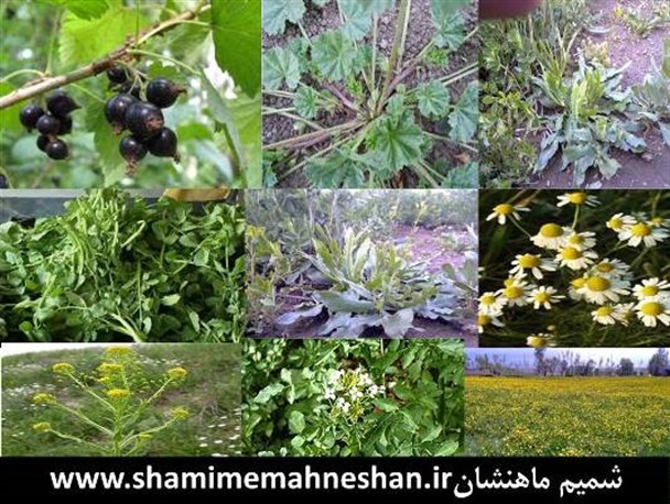 پیشرفت پروژه ۵۰۰ هکتاری کشت گیاهان دارویی ماهنشان طبق برنامه ریزی ها پیشرفت پروژه ۵۰۰ هکتاری کشت گیاهان دارویی ماهنشان طبق برنامه ریزی ها