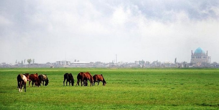 چرای دام در چمن سلطانیه تا پایان سال ممنوع شد چرای دام در چمن سلطانیه تا پایان سال ممنوع شد