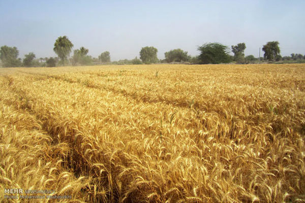 ۳۰۸ هزار هکتار از اراضی استان زنجان زیر کشت گندم رفته است ۳۰۸ هزار هکتار از اراضی استان زنجان زیر کشت گندم رفته است
