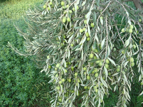 طارم میزبان جشنواره ملی زیتون میشود طارم میزبان جشنواره ملی زیتون میشود