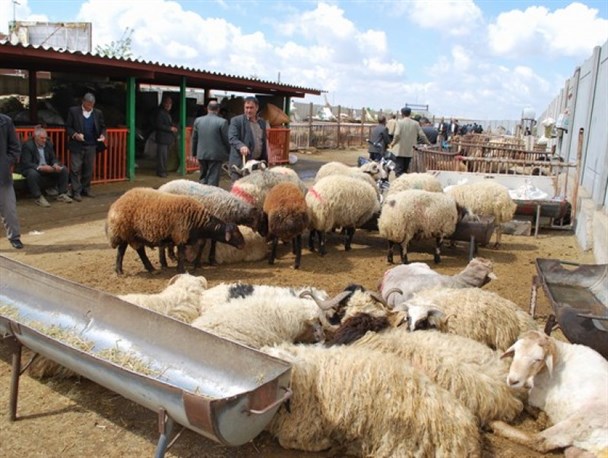 عرضه دام زنده در زنجان فقط در میدان احشام انجام می شود/ دام زنده در زنجان کیلویی ۸۵ هزار تومان عرضه دام زنده در زنجان فقط در میدان احشام انجام می شود/ دام زنده در زنجان کیلویی ۸۵ هزار تومان