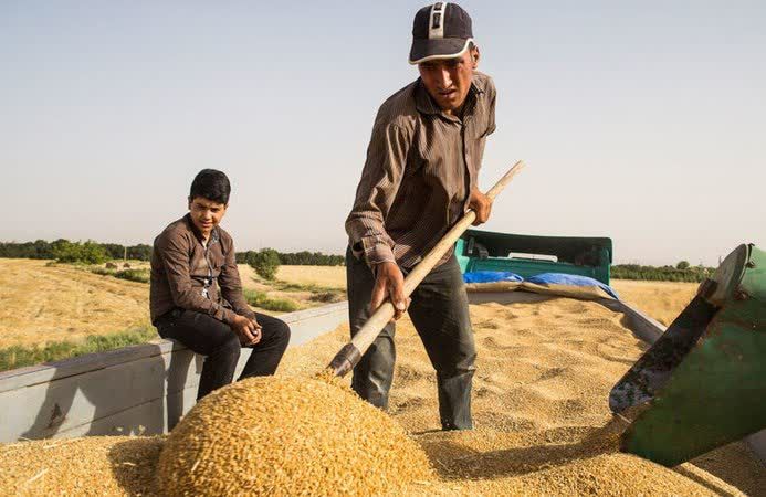 پیش بینی خرید تضمینی بیش از۲۰هزار تن گندم از کشاورزان زنجانی/به ازای هر کیلوگرم ۱۱ هزار و ۵۰۰ تومان به حساب کشاورزان واریز شده است پیش بینی خرید تضمینی بیش از۲۰هزار تن گندم از کشاورزان زنجانی/به ازای هر کیلوگرم ۱۱ هزار و ۵۰۰ تومان به حساب کشاورزان واریز شده است