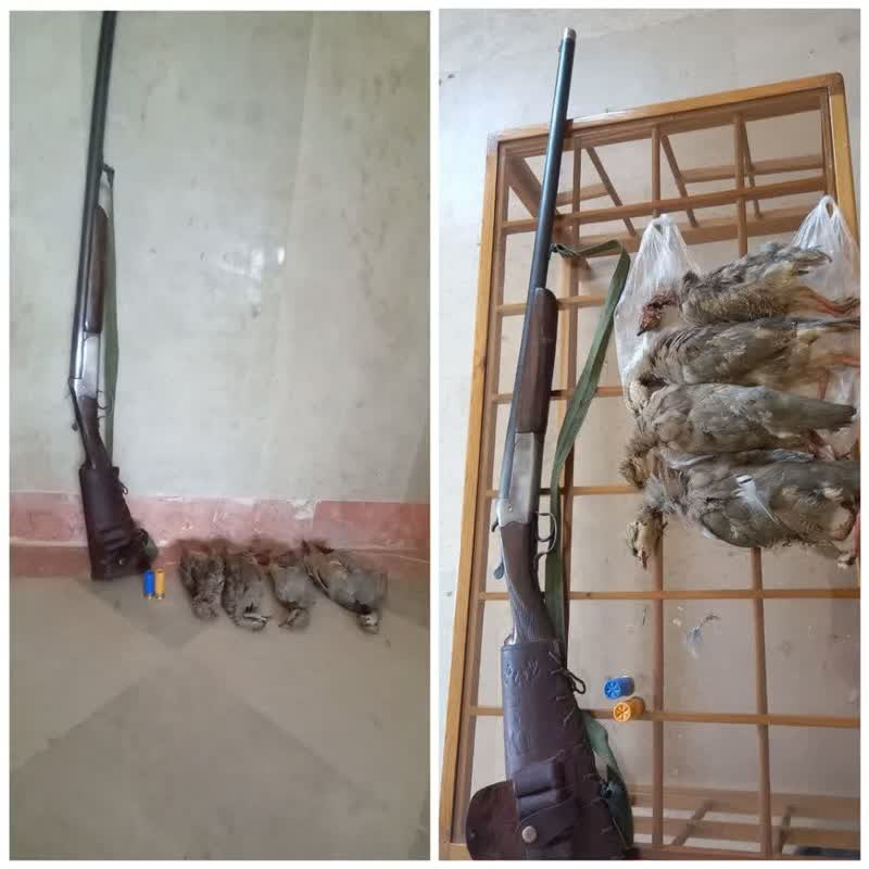 دستگیری یک نفر متخلف بومی به جرم شکار غیر مجاز کبک دستگیری یک نفر متخلف بومی به جرم شکار غیر مجاز کبک