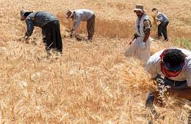 ۴۶۰ میلیارد ریال به گندمکاران استان زنجان پرداخت شده است /باقیمانده مطالبات طی روزهای آتی واریز خواهد شد ۴۶۰ میلیارد ریال به گندمکاران استان زنجان پرداخت شده است /باقیمانده مطالبات طی روزهای آتی واریز خواهد شد