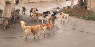 شهرداری زنجان به دنبال حل مسئله سگهای بلاصاحب/ هزینه جمعآوری و عقیمسازی سگهای بلاصاحب بسیار بالا است شهرداری زنجان به دنبال حل مسئله سگهای بلاصاحب/ هزینه جمعآوری و عقیمسازی سگهای بلاصاحب بسیار بالا است