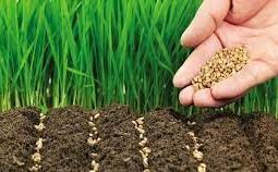 آغاز طرح کشت قراردادی گندم و دانه های روغنی در استان زنجان آغاز طرح کشت قراردادی گندم و دانه های روغنی در استان زنجان