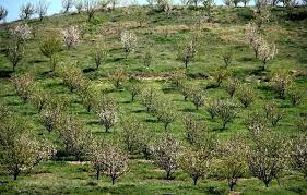امسال ۱۵۰ هکتار از اراضی استان زنجان به کشت جنگل اختصاص مییابد امسال ۱۵۰ هکتار از اراضی استان زنجان به کشت جنگل اختصاص مییابد
