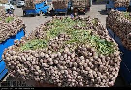 ارتقاع کیفیت سیر تولیدی شهرستان طارم/سیر کمتر از ۳ هزار تومان ضرر و زیان شدید کشاورزان طارمی را در پی خواهد داشت ارتقاع کیفیت سیر تولیدی شهرستان طارم/سیر کمتر از ۳ هزار تومان ضرر و زیان شدید کشاورزان طارمی را در پی خواهد داشت
