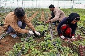 ایجاد ۵ هزار فرصت شغلی در روستاهای زنجان ایجاد ۵ هزار فرصت شغلی در روستاهای زنجان